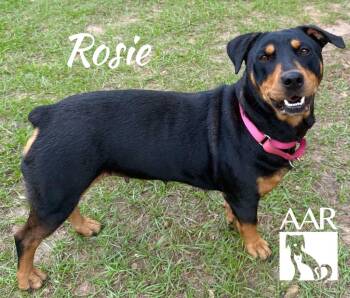 Rottweiler and Beagle Dogs Available for Adoption in Magnolia, Texas - Rosie | PetCurious