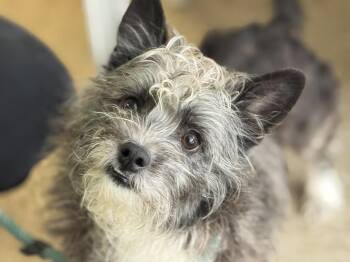 Terrier Dogs Available for Adoption - Bullfrog | PetCurious