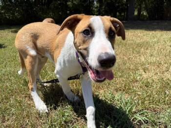 Astro Snugglebug -  Labrador Retriever and Shepherd Dog for Adoption in Friendswood, Texas - Astro Snugglebug | PetCurious