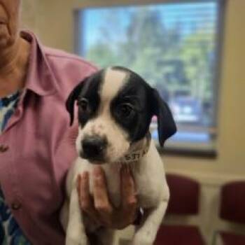 Myles -  Spaniel and Mixed Breed Dog for Adoption in Kansas City, Missouri - Myles | PetCurious