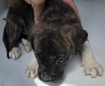 Pit Bull Terrier and Mixed Breed Dogs Available for Adoption in Houston, Texas - A655362 | PetCurious