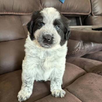 Bandit -  Cattle Dog and Mixed Breed Dog for Adoption in Olathe, Kansas - Bandit | PetCurious