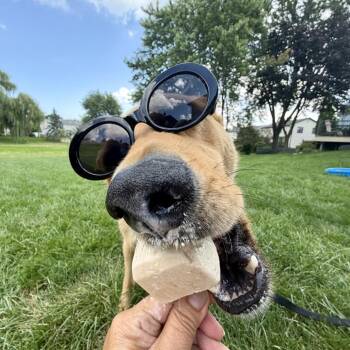 Sunset -  German Shepherd Dog and Mixed Breed Dog for Adoption in Riverwoods, Illinois - Sunset | PetCurious