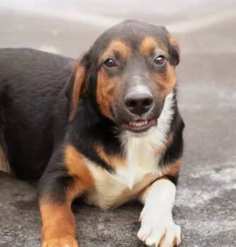 Hound Dogs Available for Adoption - Otis | PetCurious