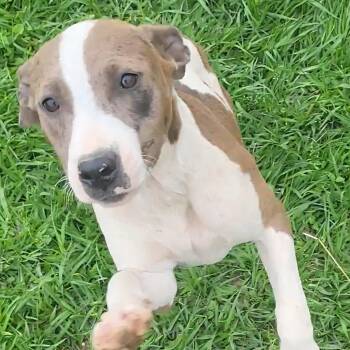 Pit Bull Terrier Dogs Available for Adoption in Rockdale, Texas - Cherry  | PetCurious
