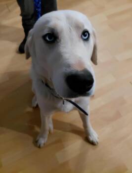 Rescue Labrador Retriever and Husky Dogs for Adoption in Herndon, Virginia - Bear | PetCurious