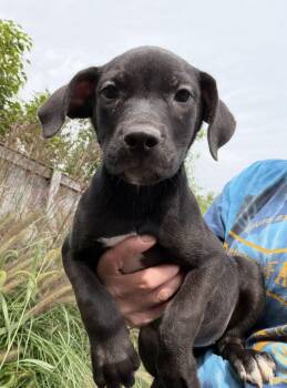 Taner -  Weimaraner Dog for Adoption in Bull Valley, Illinois - Taner | PetCurious