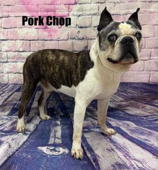 Porkchop -  Boston Terrier Dog for Adoption in Quincy, Michigan - Porkchop | PetCurious