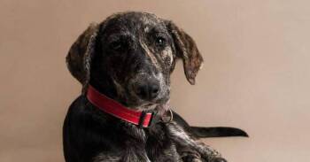 LILA -  Catahoula Leopard Dog and Hound Dog for Adoption in Langley Township, British Columbia - LILA | PetCurious