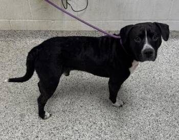 Jasper -  Pit Bull Terrier and Mixed Breed Dog for Adoption in Kansas City, Missouri - Jasper | PetCurious