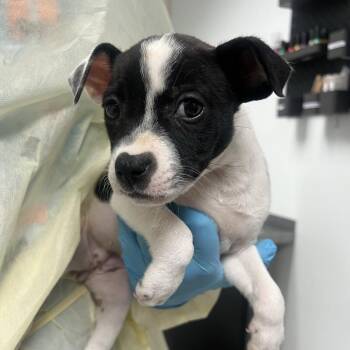 Sei -  Mixed Breed Dog for Adoption in Salt Lake City, Utah - Sei | PetCurious