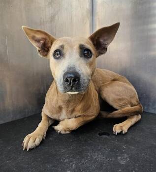 Terrier Dogs Available for Adoption in San Antonio, Texas - ROSIE | PetCurious