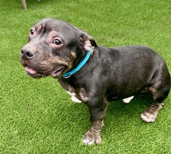 Ghost -  American Bully Dog for Adoption in Mckeesport, Pennsylvania - Ghost | PetCurious