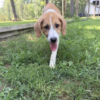 Birria -  Great Pyrenees and Hound Dog for Adoption in Durham, North Carolina - Birria | PetCurious