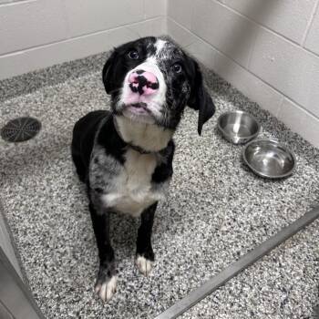 Winter -  Border Collie and Poodle Dog for Adoption in Morganton, North Carolina - Winter | PetCurious