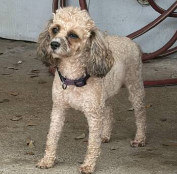 Miniature Poodle Dogs Available for Adoption - Sweet Lainey — Aka Missy | PetCurious