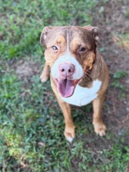 Robin -  Mixed Breed Dog for Adoption - Robin | PetCurious