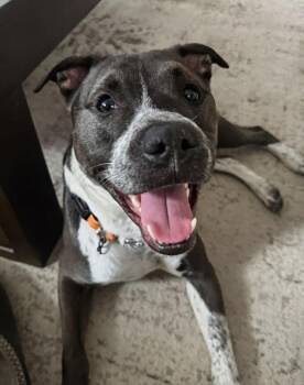Brisky -  Cattle Dog and Basenji Dog for Adoption in Bowie, Maryland - Brisky | PetCurious