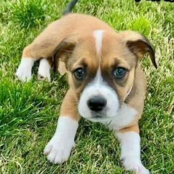 Kira Lou -  Rat Terrier and Basset Hound Dog for Adoption in Alma, Wisconsin - Kira Lou | PetCurious