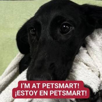 Rescue Mixed Breed Dogs for Adoption in Carrollton, Texas - Samus | PetCurious