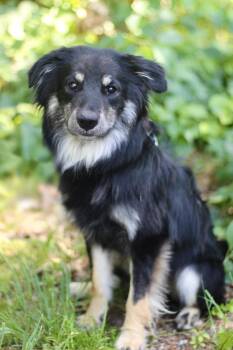 Ramen in NH. Come Meet our Adoptable Dogs Wednesday-Saturday. Mo -  Australian Shepherd Dog for Adoption in Manchester, New Hampshire - Ramen In NH. Come Meet Our Adoptable Dogs Wednesday-Saturday. Mo | PetCurious