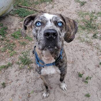 Pixel -  Mixed Breed Dog for Adoption in Lake Panasoffkee, Florida - Pixel | PetCurious