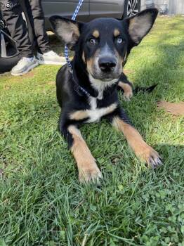 Australian Cattle Dog Blue Heeler and Husky Dogs Available for Adoption - Ruckus | PetCurious