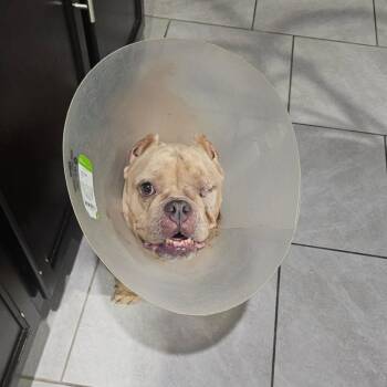 Leela -  English Bulldog and Mixed Breed Dog for Adoption in Pearland, Texas - Leela | PetCurious