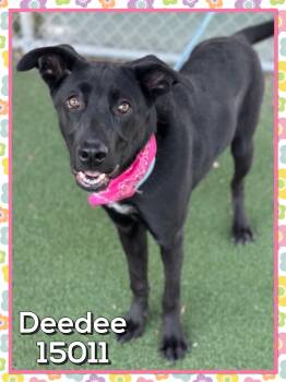 Rescue Black Labrador Retriever Dogs for Adoption in Marietta, Georgia - DEEDEE | PetCurious