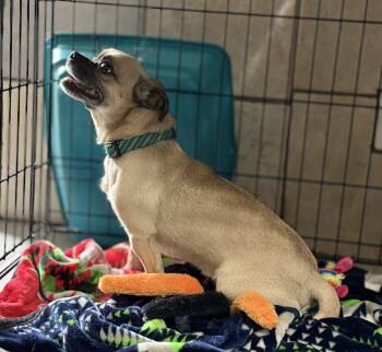 Alvin -  Pug Dog for Adoption in Canutillo, Texas - Alvin | PetCurious