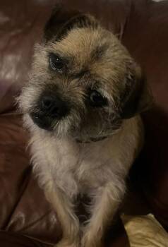 Border Terrier Dogs Available for Adoption - Dunk | PetCurious