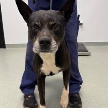 Murtaugh -  Terrier Dog for Adoption in Abilene, Texas - Murtaugh | PetCurious