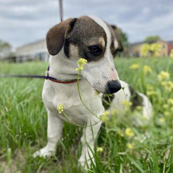 Dachshund Dogs Available for Adoption in Wimberley, Texas - Daphne | PetCurious