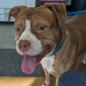 Rescue Mixed Breed Dogs for Adoption in Philadelphia, Pennsylvania - Ollie | PetCurious