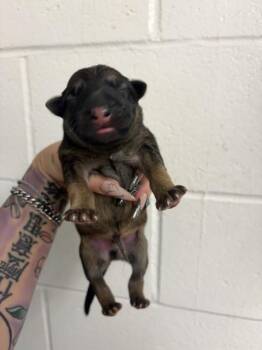 A597004 -  German Shepherd Dog Dog for Adoption in San Bernardino, California - A597004 | PetCurious
