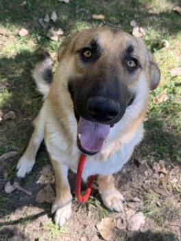Rescue German Shepherd Dog Dogs for Adoption in Suamico, Wisconsin - Ricky | PetCurious