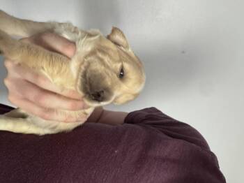 Drizzle -  Poodle and Chihuahua Dog for Adoption in Severance, Colorado - Drizzle | PetCurious