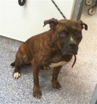 A1271562 -  Pit Bull Terrier and Mixed Breed Dog for Adoption in Charlotte, North Carolina - A1271562 | PetCurious