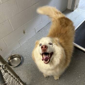 Mixed Breed Dogs Available for Adoption - Name Pending | PetCurious