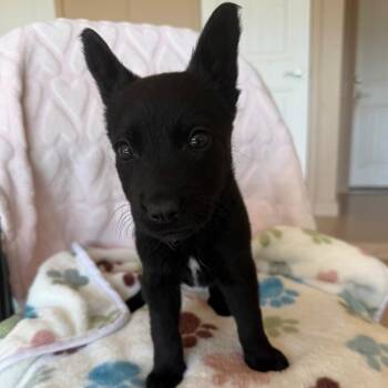Labrador Retriever Dogs Available for Adoption in Murray, Utah - Tron | PetCurious