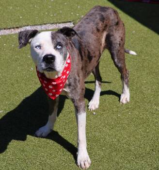 Pit Bull Terrier Dogs Available for Adoption in Rockaway, New Jersey - Warley Athens | PetCurious