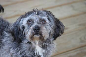 Shih Tzu and Miniature Poodle Dogs Available for Adoption - Wilson | PetCurious
