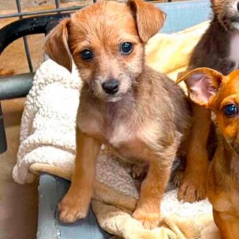 Frito -  Chihuahua and Dachshund Dog for Adoption in Baton Rouge, Louisiana - Frito | PetCurious