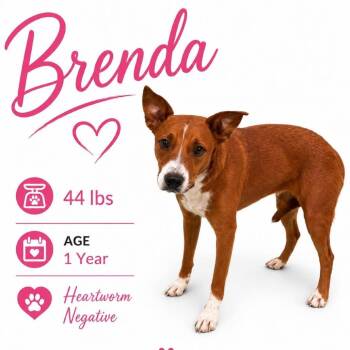 Brenda -  Mixed Breed Dog for Adoption in Memphis, Tennessee - Brenda | PetCurious