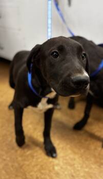 Rescue Retriever and Mixed Breed Dogs for Adoption in Madera, California - Karly | PetCurious