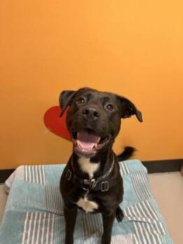 Rescue Mixed Breed Dogs for Adoption in Bellingham, Washington - King | PetCurious