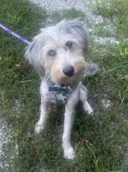 Standard Poodle and Siberian Husky Dogs Available for Adoption in Algood, Tennessee - Samson | PetCurious