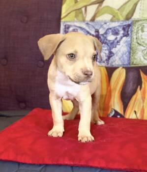 Muppet Lonestar -  Terrier Dog for Adoption in Rockaway, New Jersey - Muppet Lonestar | PetCurious