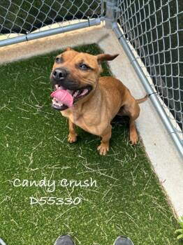 Candy Crush -  Mixed Breed Dog Available for Adoption in Clarksville, Tennessee - Candy Crush | PetCurious
