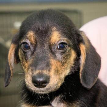 Sugar -  Beagle and Corgi Dog for Adoption in Versailles, Kentucky - Sugar | PetCurious